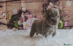 French Bulldog dogs for sale: Welcome to the Fluffy Crew 🥰 - Advert 4