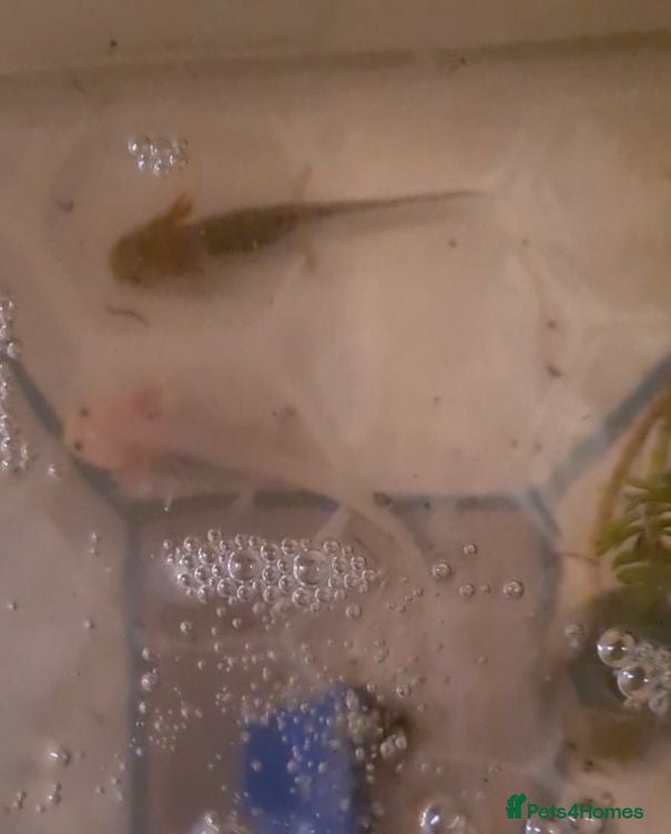 Other/Mixed Breed fish Axolotls - Advert 3