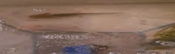 Other/Mixed Breed fish for sale: Axolotls - Advert 1