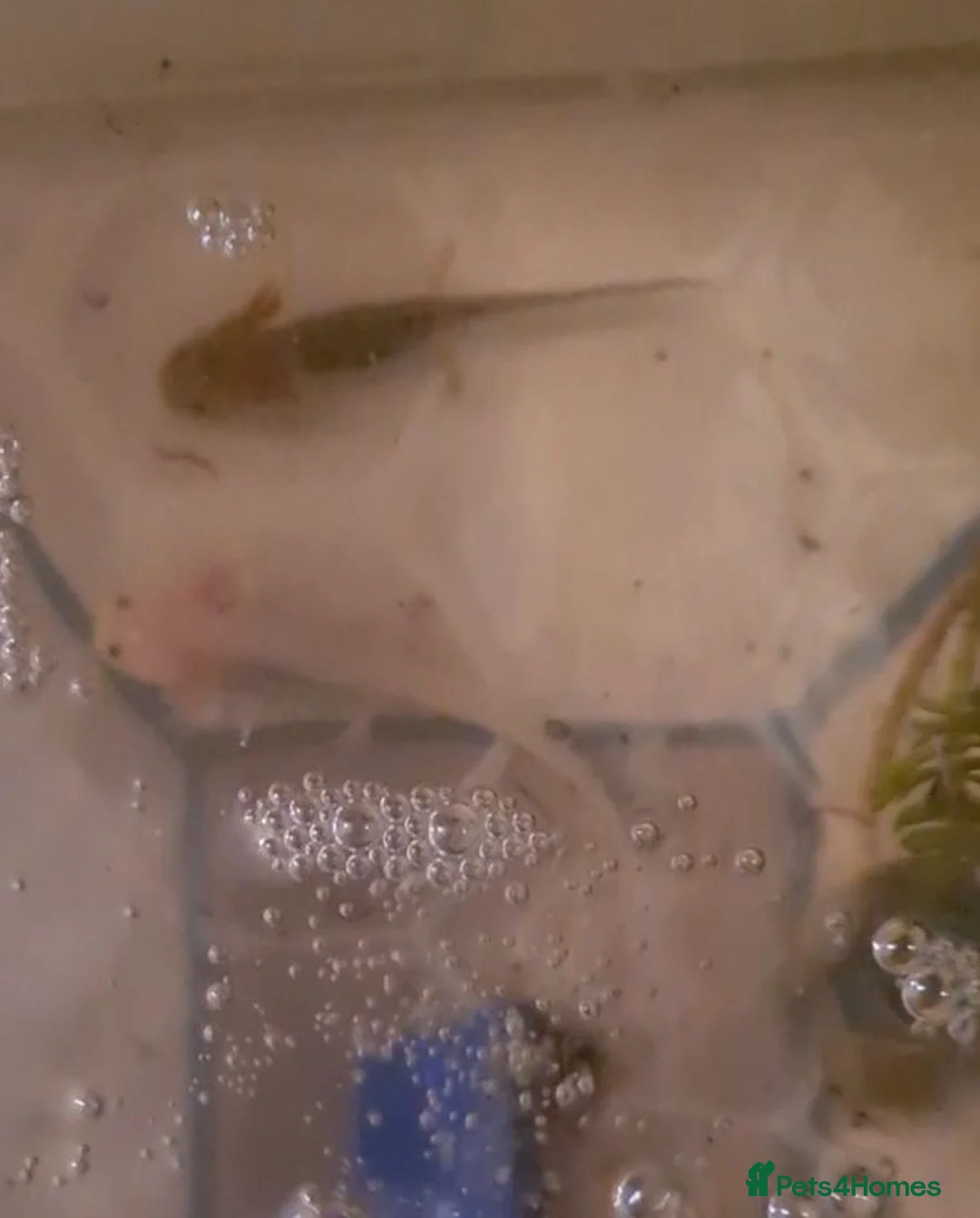 Other/Mixed Breed fish for sale: Axolotls - Advert 1