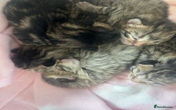Bengal cats for sale: Manecoon x bengal kittens  - Image 2
