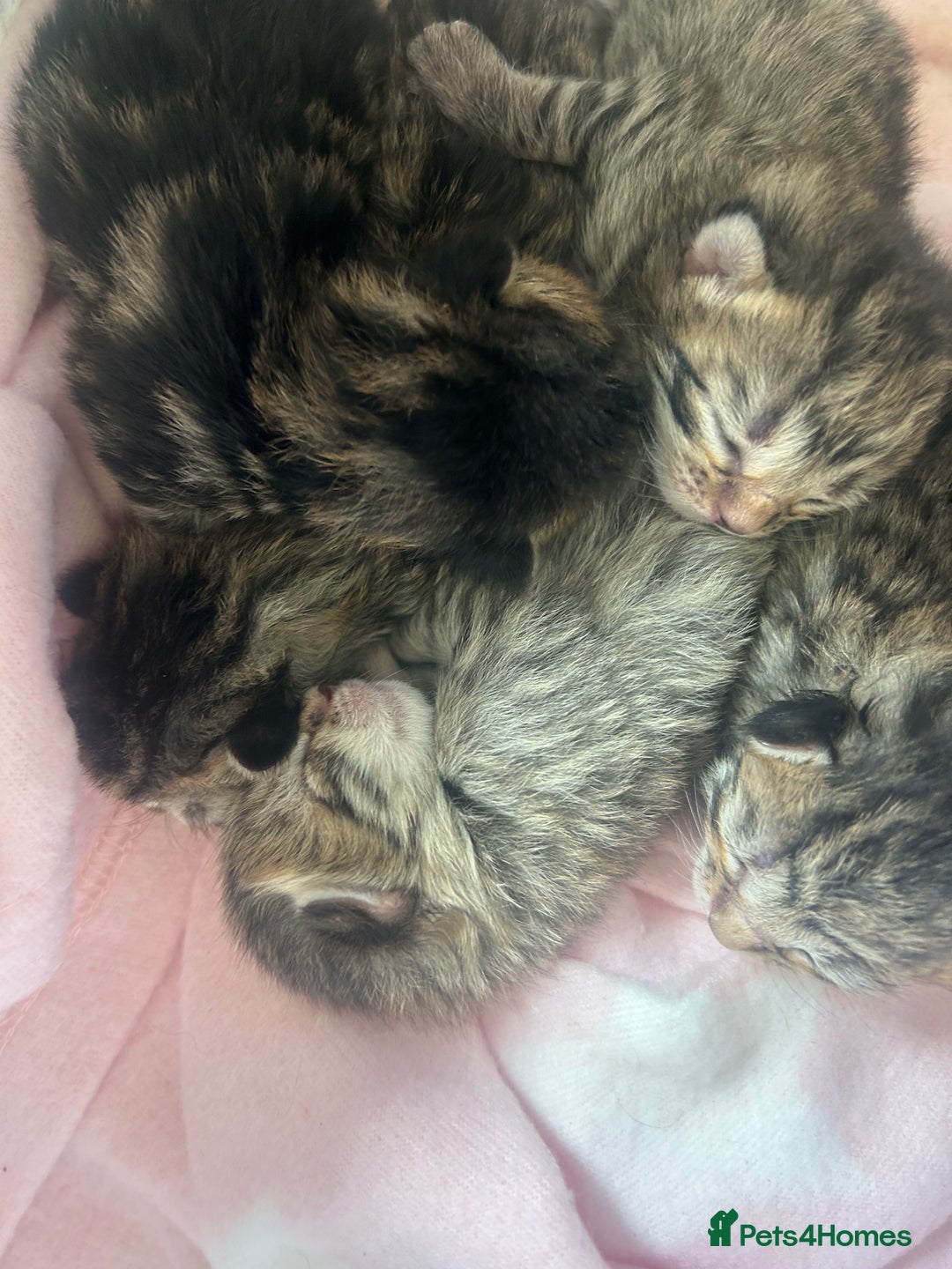 Bengal cats for sale: Manecoon x bengal kittens  - Image 2