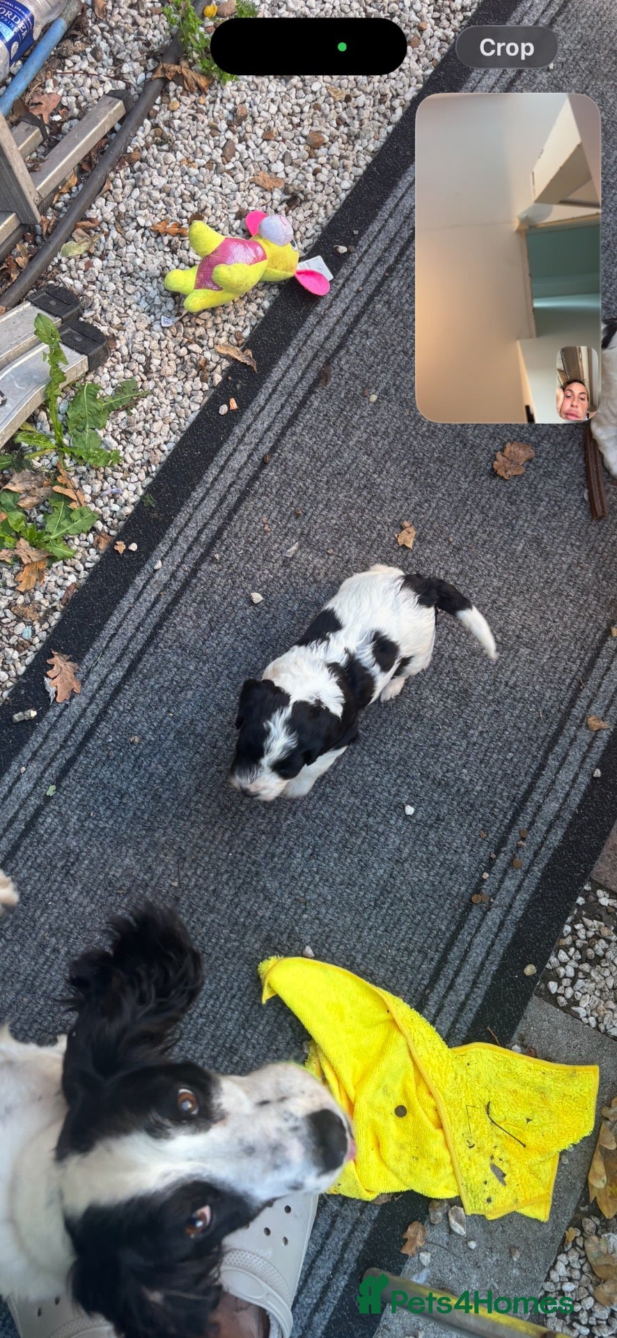 Cockapoo dogs Mini cockapoo health tested 3 available  - Advert 2