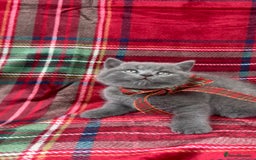 British Shorthair cats for sale: GCCF Health tested British Shorthaired kittens - Image 8