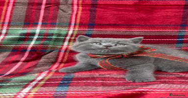 British Shorthair cats - Advert 2