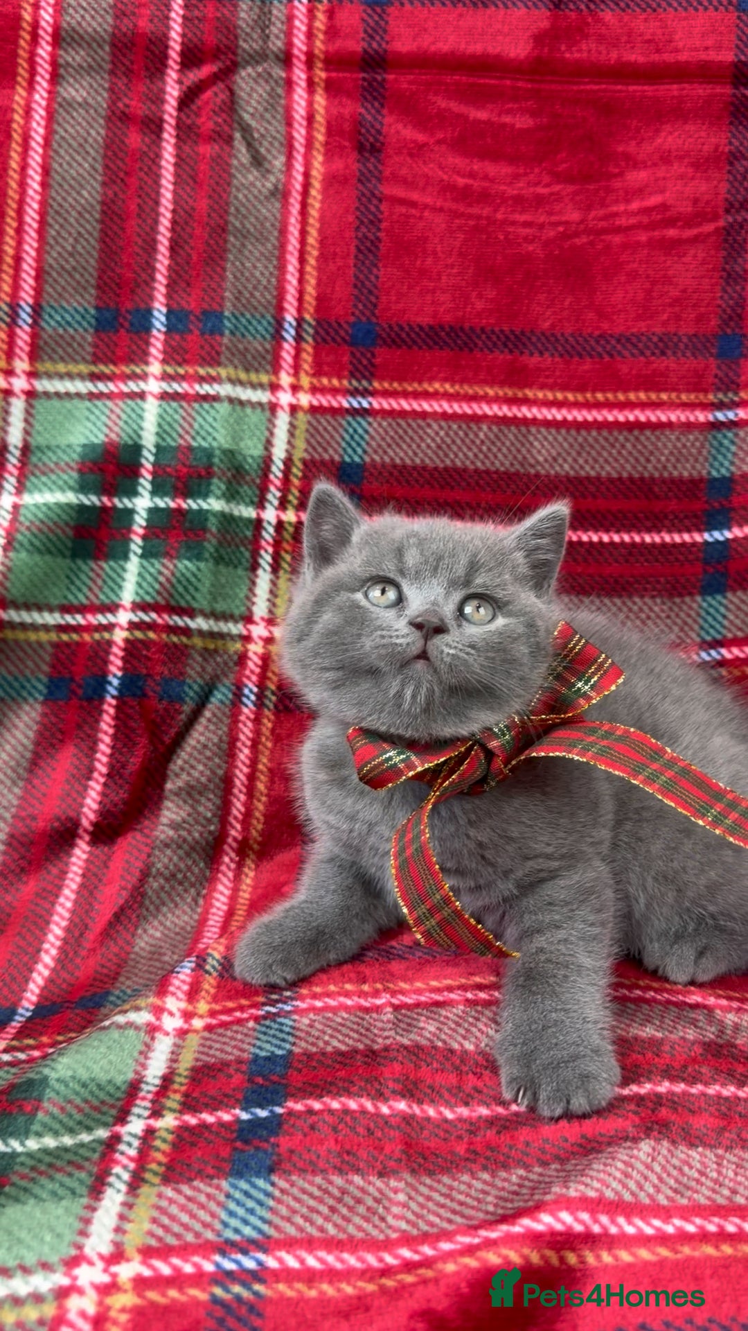 British Shorthair cats for sale: GCCF Health tested British Shorthaired kittens - Image 8