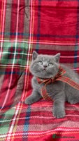 British Shorthair cats - Advert 2