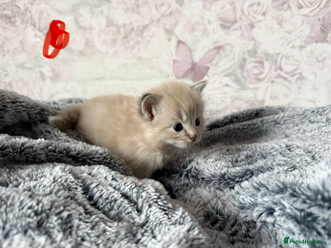 Ragdoll cats for sale: 🌟RAGDOLL KITTENS 🌟 - Advert 14