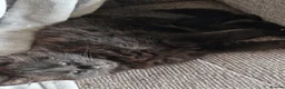Mixed Breed cats for sale: Kittens for sale looking for loving homes - Advert 5