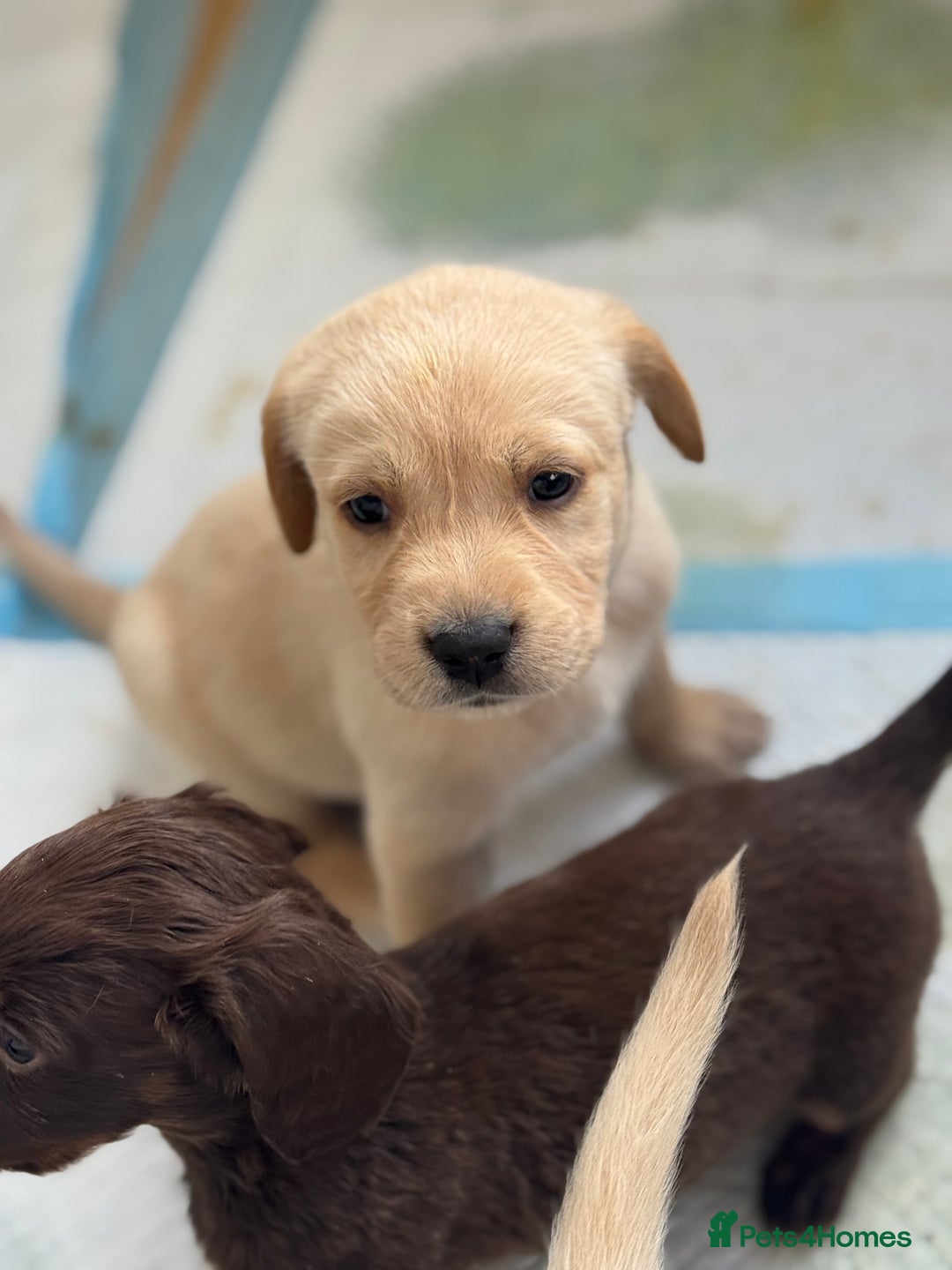 Goldador dogs for sale: Beautiful goldador puppies  - Image 2