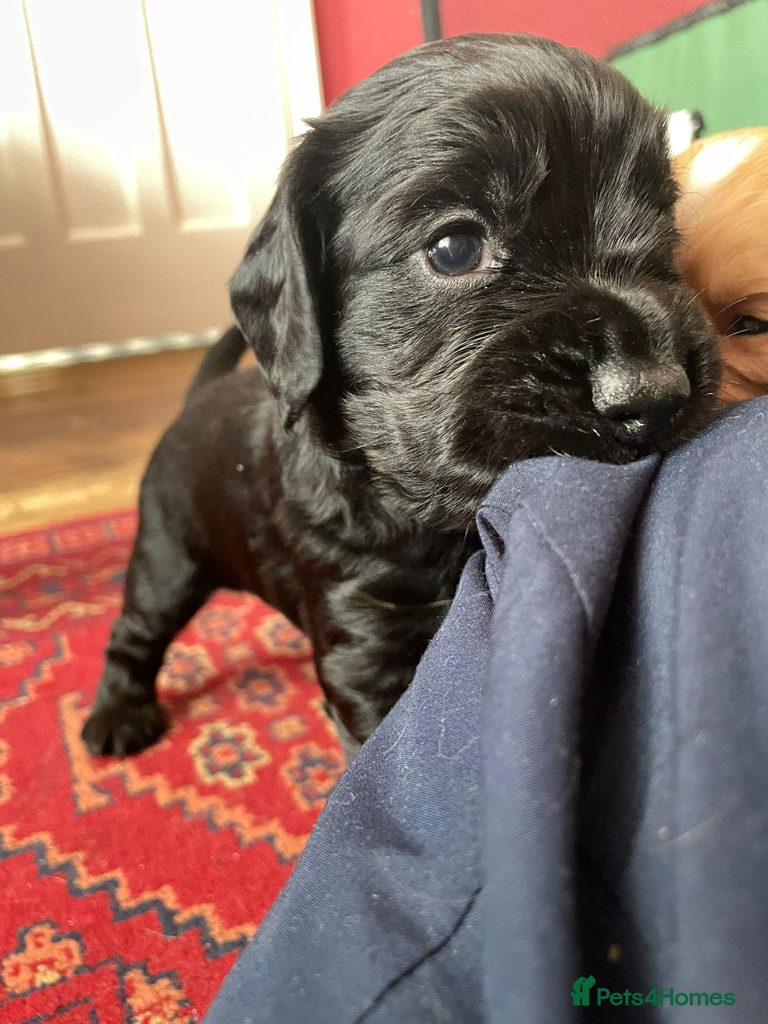 Cocker Spaniel dogs for sale: Working Cocker Spaniel puppy - Available now - Advert 6