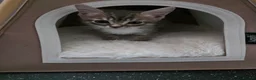 Mixed Breed cats for sale: Kittens  - Advert 3