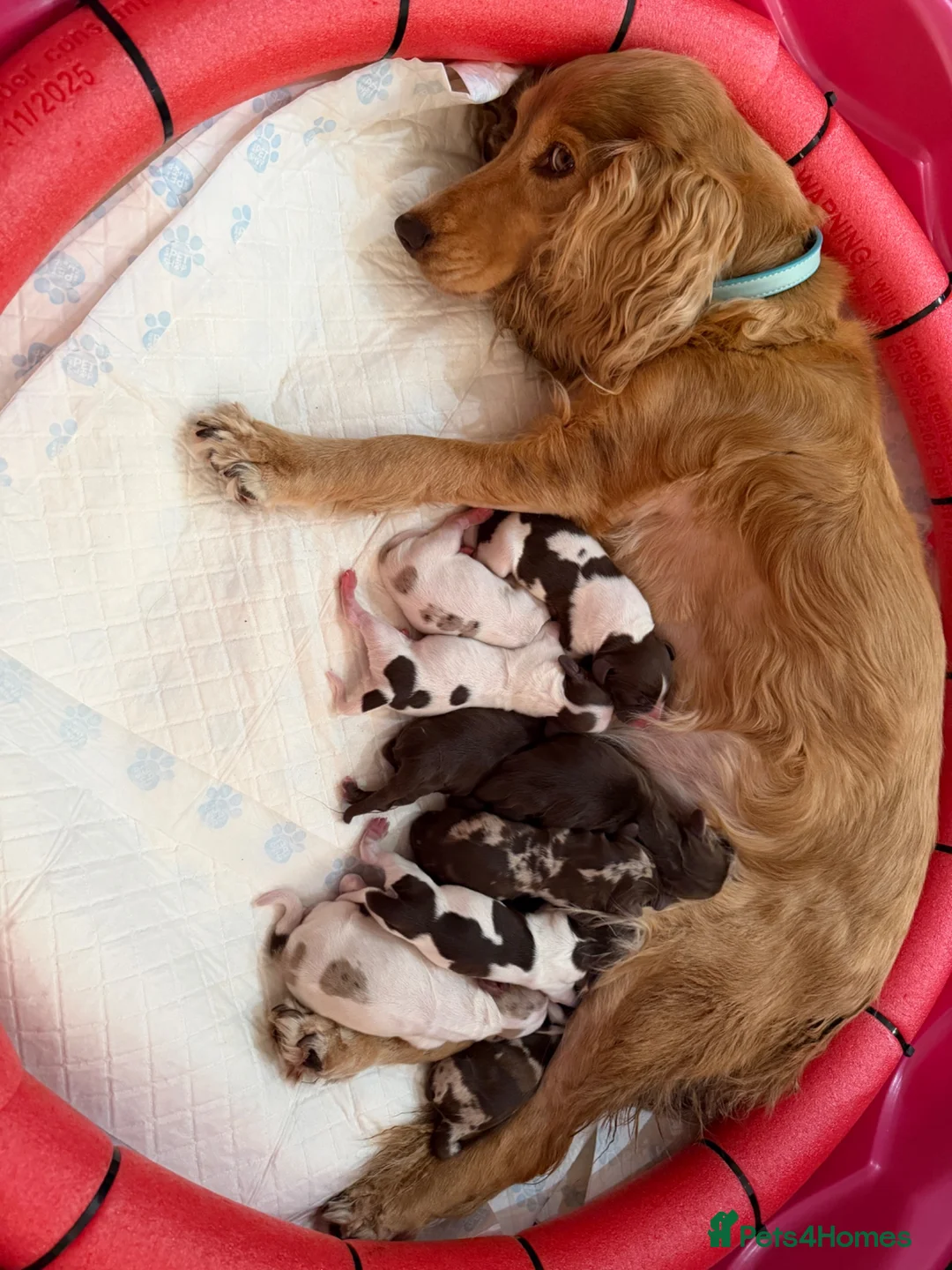 Cocker Spaniel dogs for sale: Beautiful Cocker Spaniel Puppies Beautiful Colours - Advert 2