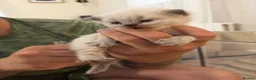 British Shorthair cats for sale: British Shorthair Kittens  - Advert 9