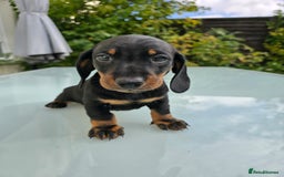 Dachshund dogs for sale: BEAUTIFUL STANDART DACHSHUNDS BABIES READY TO GO!  - Image 4