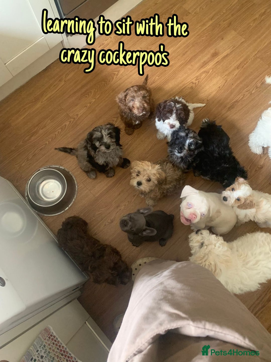 French Bulldog dogs for sale: Family Raised EA Pink English cross French Bulldog - Image 13