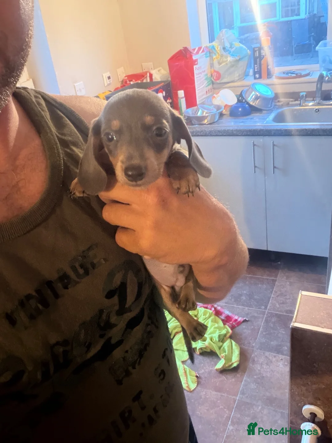 Miniature Dachshund dogs for sale: Mini dachshund (blue tan boy left )  - Advert 2