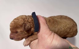 Cavapoo dogs for sale: 5⭐️Licensed+DNA tested+Vet Checked - Image 10