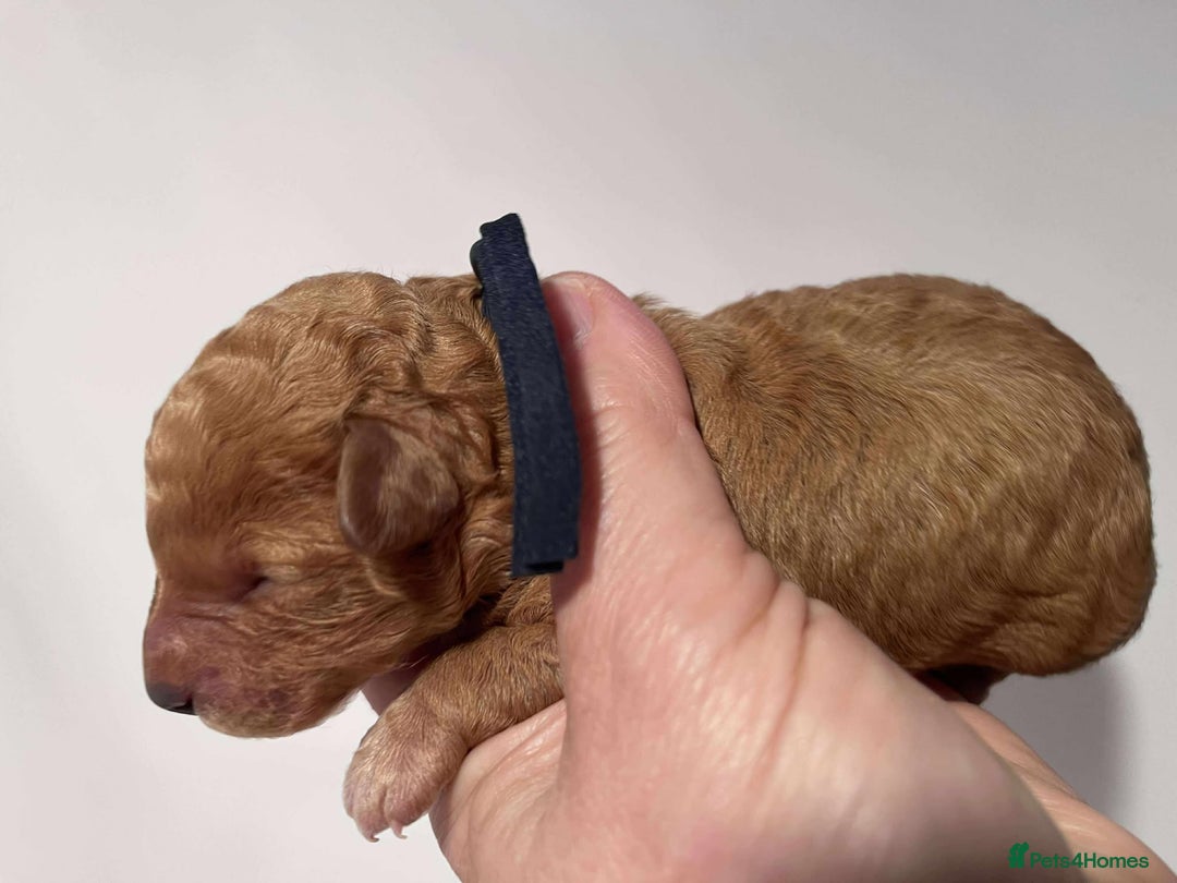 Cavapoo dogs for sale: 5⭐️Licensed+DNA tested+Vet Checked - Image 10