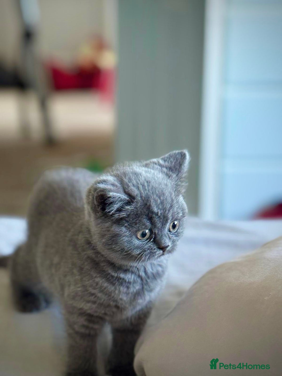 British Shorthair cats for sale: British Shorthair Kittens - Advert 5