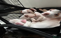 Mixed Breed dogs for sale: Staffy x shar pei  - Advert 6