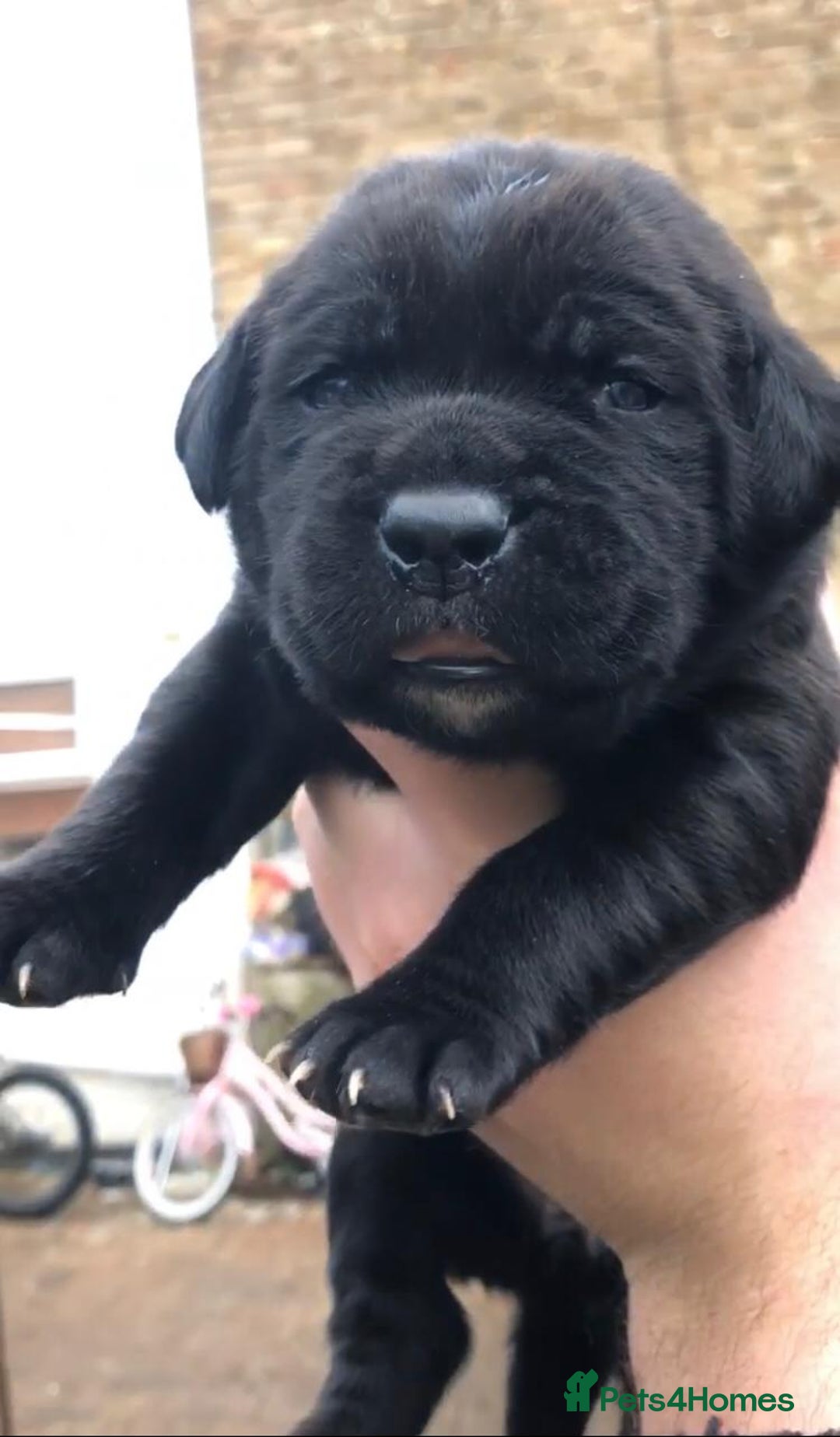 Cane Corso dogs for sale: Cane corso bandogs - Advert 2