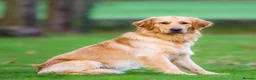 Golden Retriever dogs for sale: Unique Unna - Advert 3