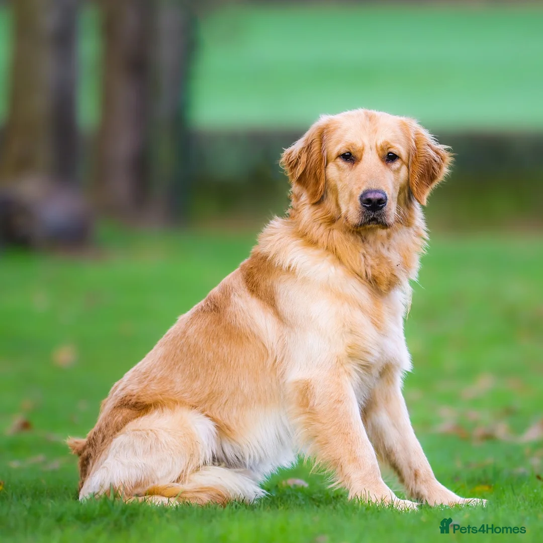 Golden Retriever dogs for sale: Unique Unna - Advert 3