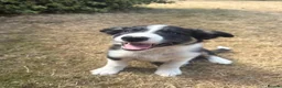 Border Collie dogs for sale: 1 male collie puppy ready to go to new 🏠  in Ludlow - Advert 3