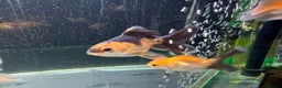 Goldfish fish for sale: Young Oranda Fancy goldfish for sale  - Advert 3