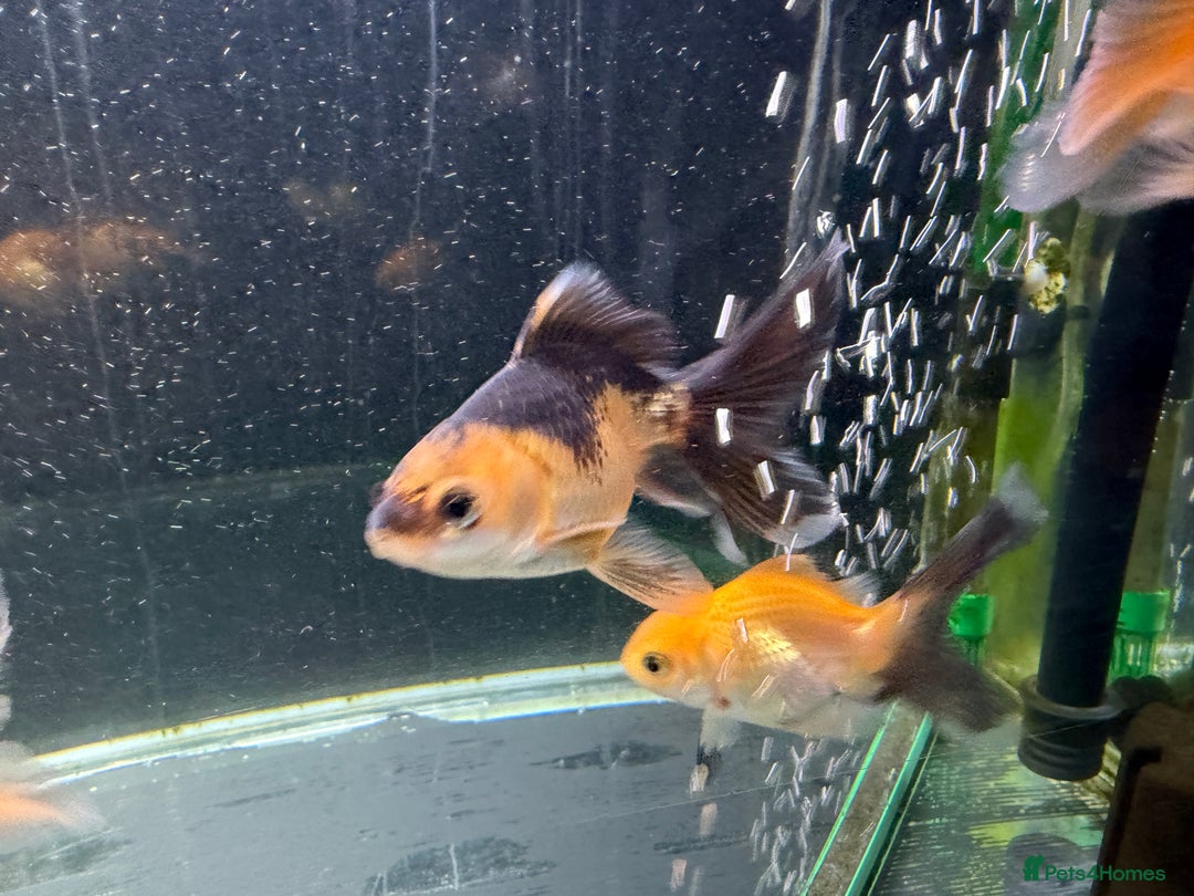 Goldfish fish for sale: Young Oranda Fancy goldfish for sale  - Advert 3