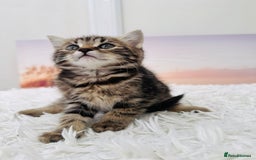 Mixed Breed cats for sale: kittens ready to go - Image 4