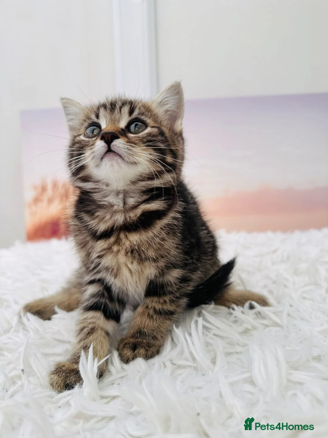 Mixed Breed cats for sale: kittens ready to go - Advert 4