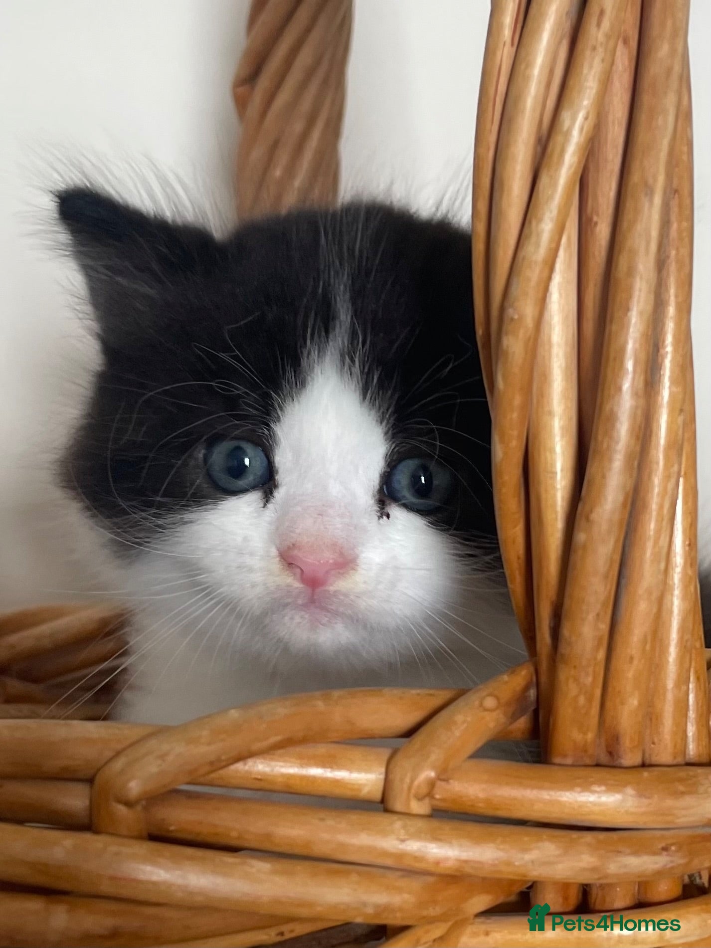Persian cats Persian Dollface x BSH - Advert 4