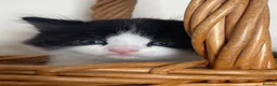 Persian cats for sale: Persian Dollface x BSH in Beaworthy - Advert 1