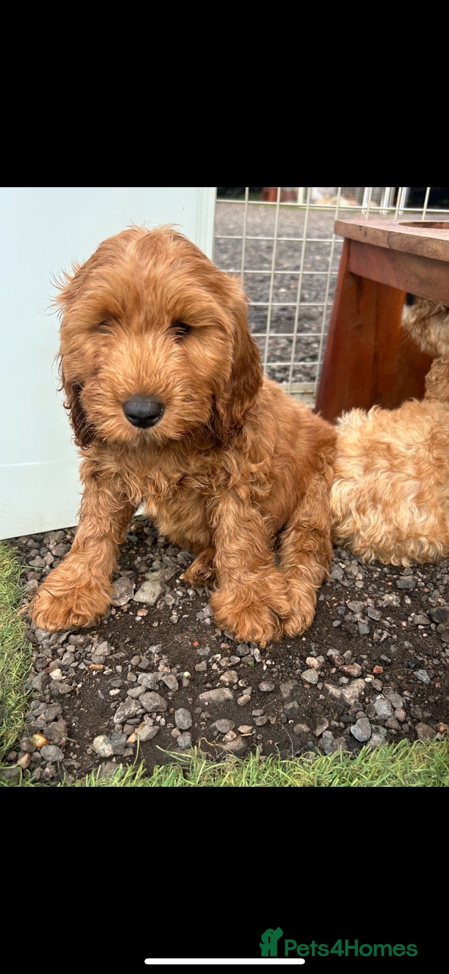 Cockapoo dogs 3 left cockapoo - Advert 5