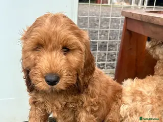 Cockapoo dogs 3 left cockapoo - Advert 5