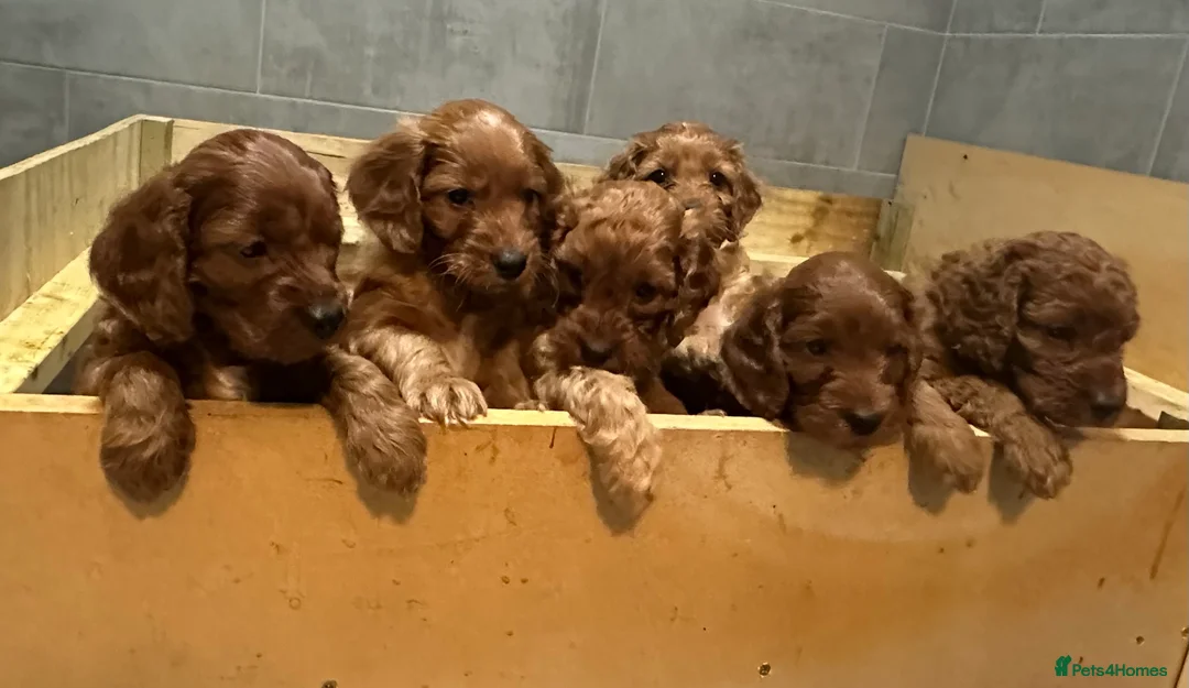 Irish Doodle dogs for sale: F1 Mini irishdoodle (JUST 1 LEFT) - Advert 3