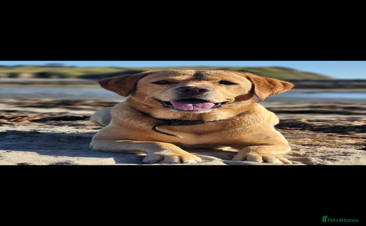 Labrador Retriever dogs - Advert 6