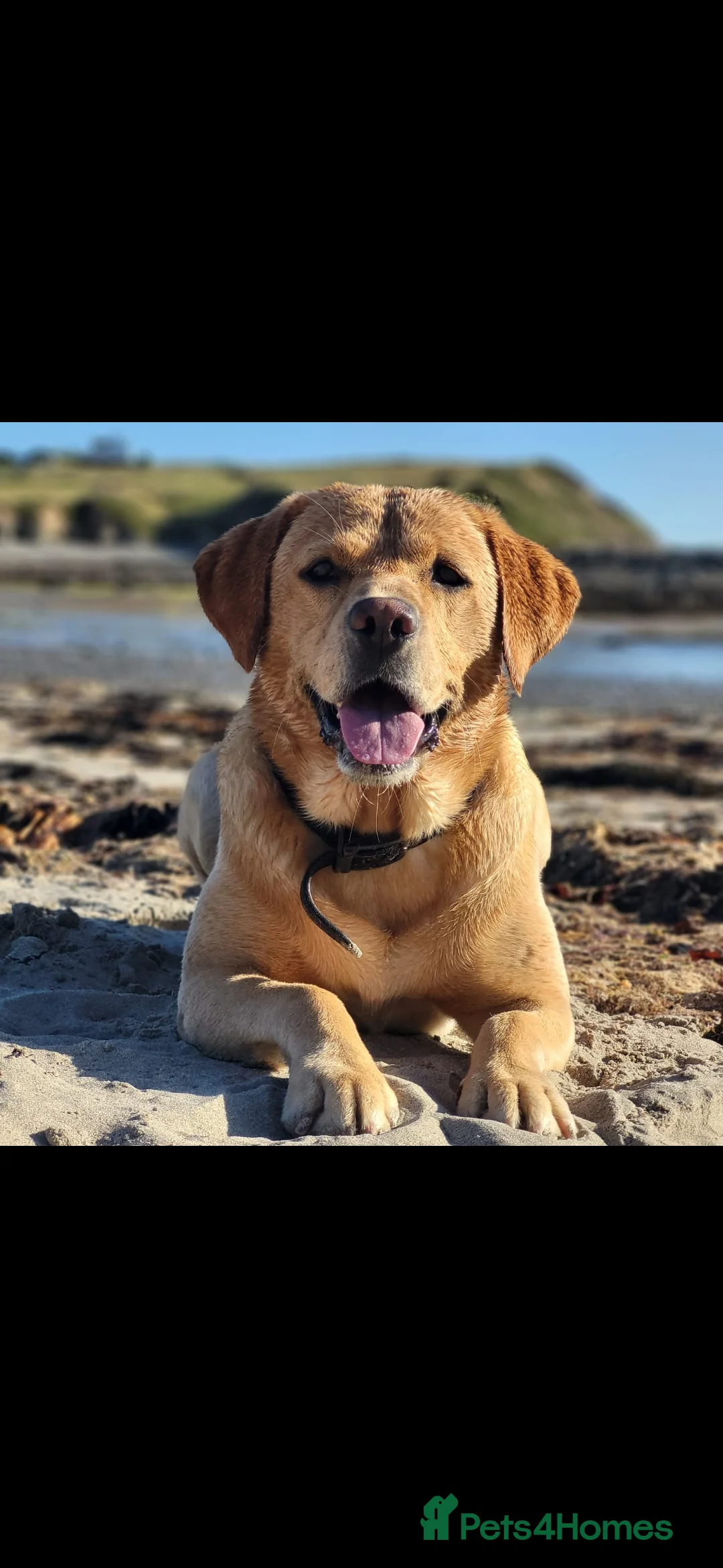 Labrador Retriever dogs for stud: ** Labrador for Stud** - Advert 1