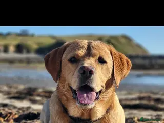 Labrador Retriever dogs ** Labrador for Stud** - Advert 8