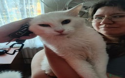 Maine Coon cats for sale: Rare ginger female kitten needing a home  - Image 6