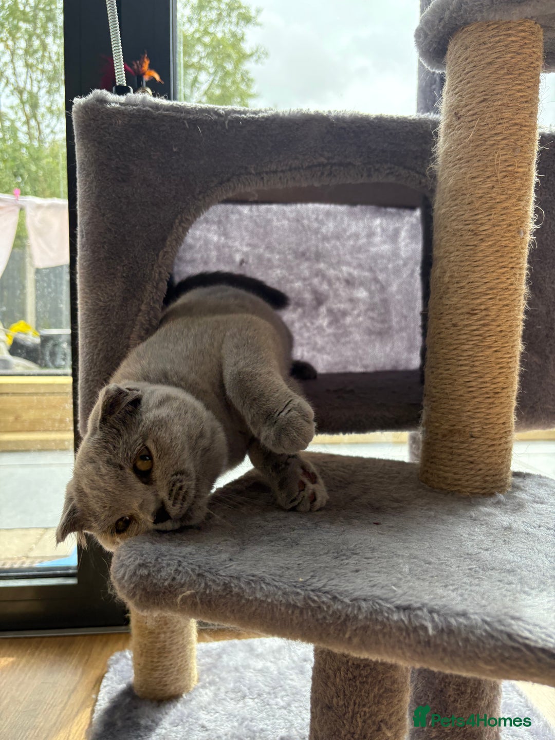 Scottish Fold cats for sale: Stunning Boy Scottish Fold Kitten in Herne Bay - Image 5