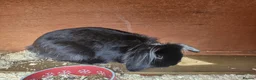 Lionhead rabbits for sale: 3 month old Black Male Lionhead - Advert 5