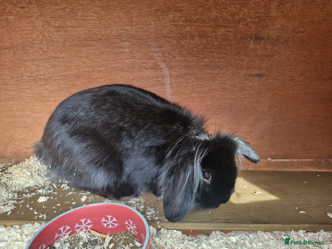 Lionhead rabbits for sale: 3 month old Black Male Lionhead - Advert 5