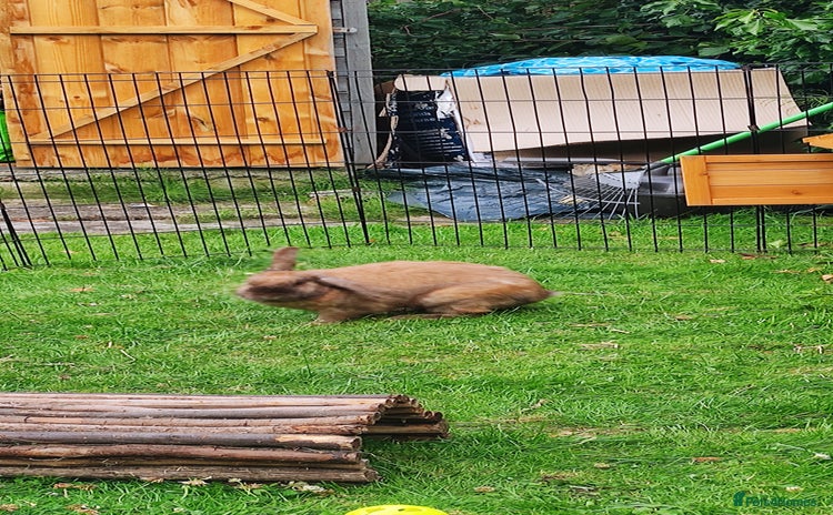 Mini Lop rabbits - Advert 5