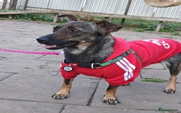 Mixed Breed dogs for adoption: 💖🐶 MALVA 🐶💖 - Image 13