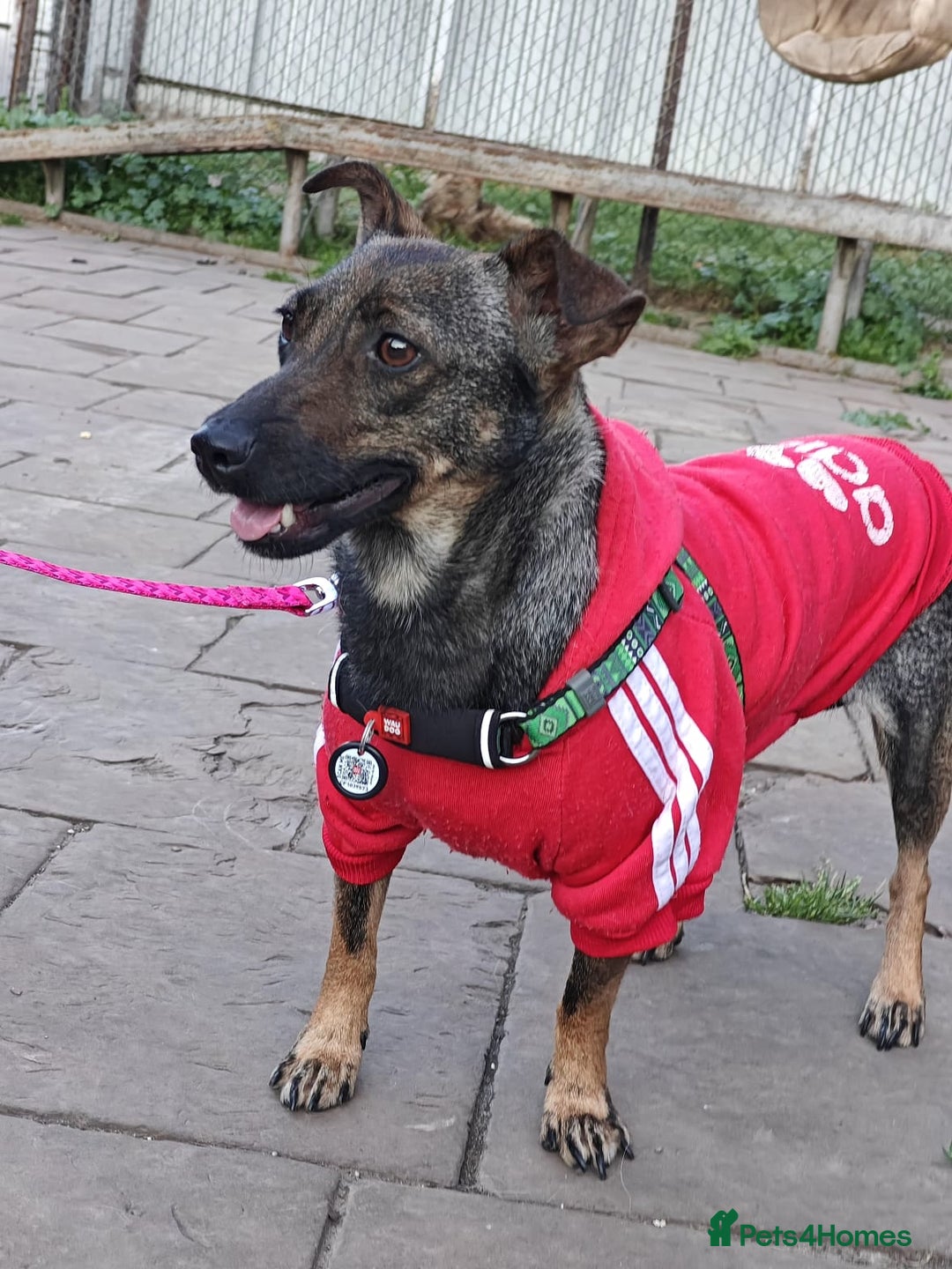 Mixed Breed dogs for adoption: 💖🐶 MALVA 🐶💖 - Image 13