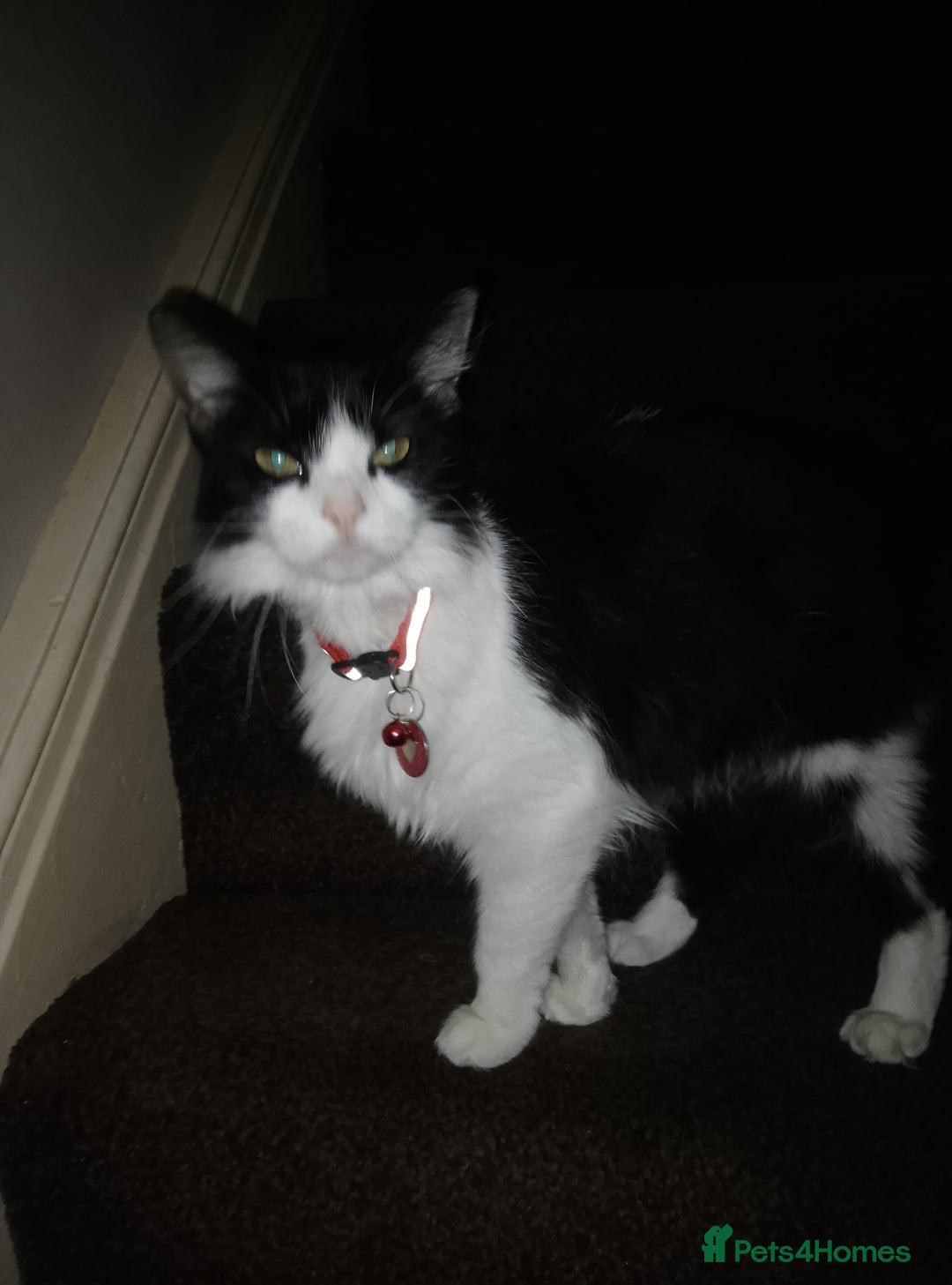 Mixed Breed cats for sale: FREE to good home - Image 1