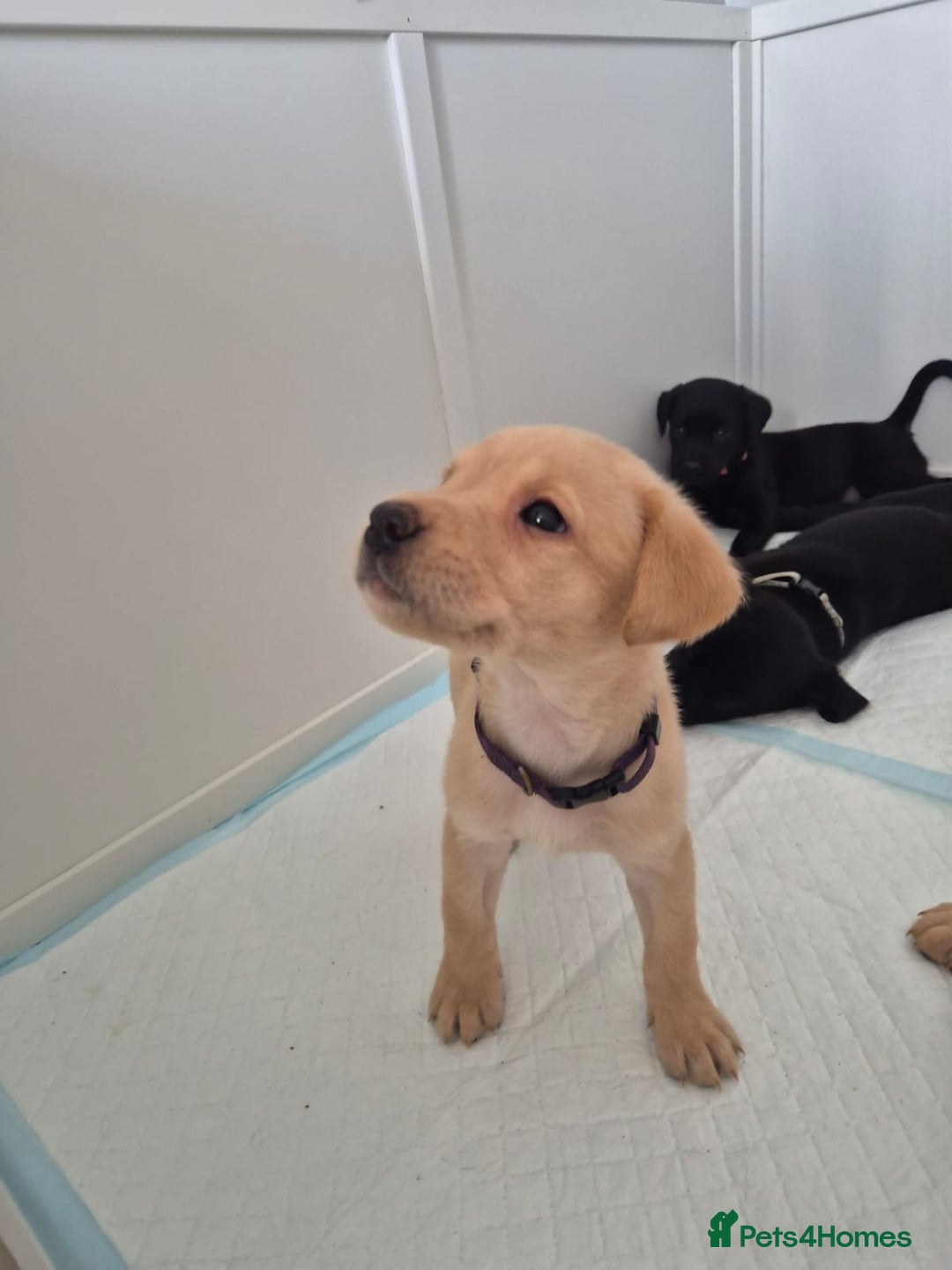 Labrador Retriever dogs for sale: Beautiful KC registered Labrador puppies - Image 5